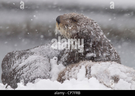 Snowcovered sea otter mother with young pup during a blizzard in Prince William Sound, Southcentral Alaska, Winter