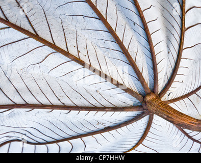 Underside of the huge leaf of a Jack Fruit tree showing umbrella like stem and veins and silver underside Stock Photo