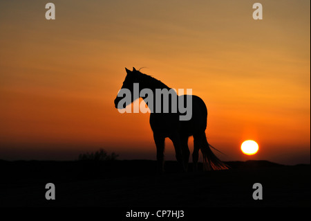 White horse in the Camargue, France Stock Photo