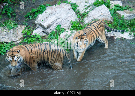 Two Siberian tigers in shallow water Stock Photo