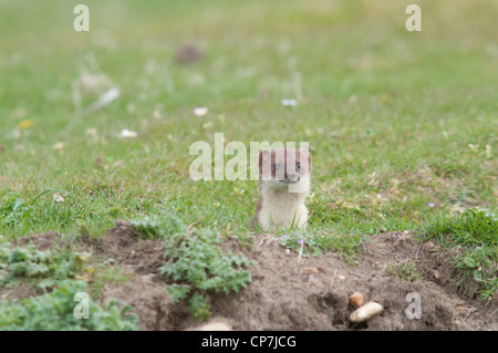 Stoat appearing from entrance of rabbit burrow while hunting Stock Photo