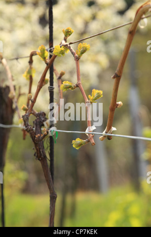 Young buds of Vitis vinifera in the springtime, Slovakia. Stock Photo