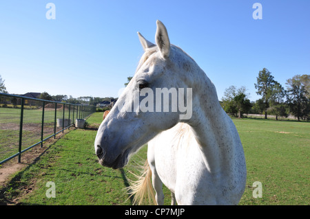 A single white speckled horse in closeup profile Stock Photo