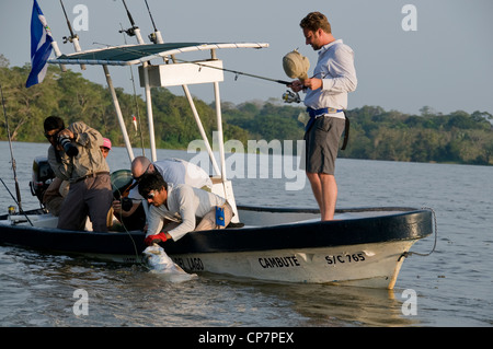 A Nicaraguan guide grabs a big Rio San Juan  tarpon caught near the town of Sabalos below Lake Nicaragua. Stock Photo