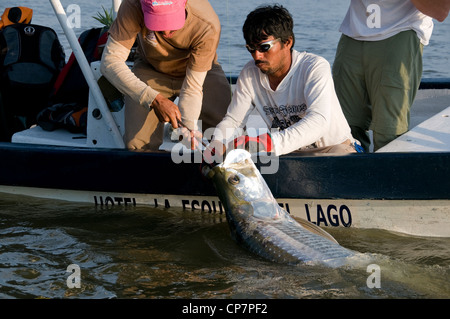 A Nicaraguan guide holds a big Rio San Juan tarpon while the captain de-hooks the fish for release near the town of Sabalos. Stock Photo