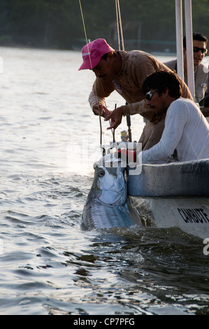 A Nicaraguan guide holds a big Rio San Juan  tarpon while the captain readies the release near the town of Sabalos . Stock Photo