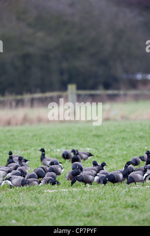 Russian or Dark-bellied Brent (Branta b. bernicla). Overwintering flock grazing on autumn sown cereal field. Waxham, Norfolk. Stock Photo