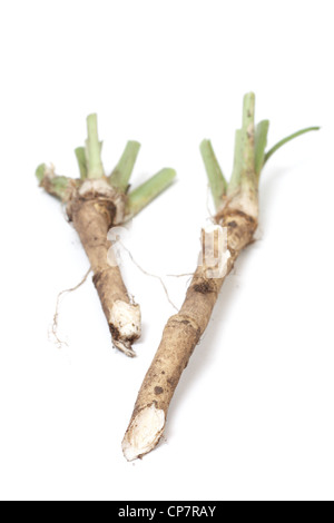 Two roots of horse radish Stock Photo - Alamy