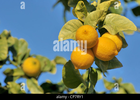 ripe lemons on tree Stock Photo