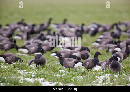 Russian or Dark-bellied Brent (Branta b. bernicla). Front centre bird in juvenile, immature or first winter plumage. Stock Photo