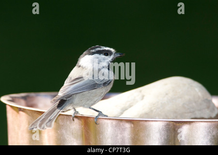 A small black capped chickadee perches on the side of a bird bath. Stock Photo