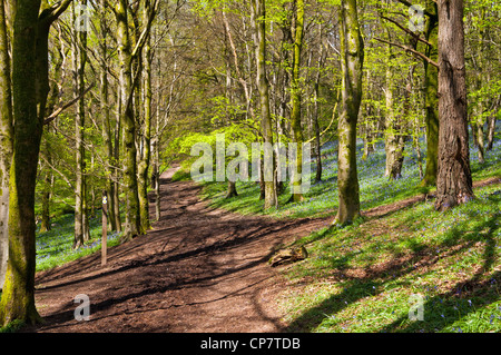 Spring woodlands in May with bluebells and beech trees Stock Photo