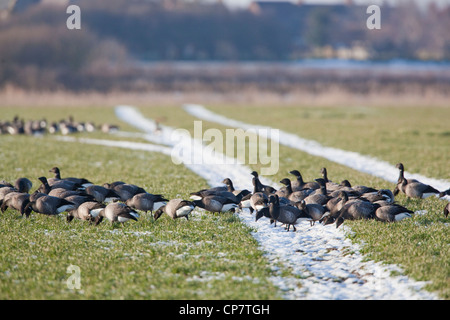 Russian, Dark-bellied Brent Geese (Branta b. bernicla). Feeding inland sown cereal field on vehicle tracks filled with snow. Stock Photo