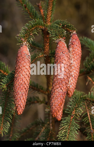 Norway Spruce (Picea abies). Cones. Seed bearing. Needles. Stock Photo