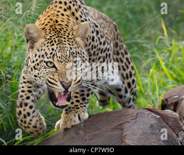 African Leopard (Panthera pardus) snarling and showing teeth in aggressive and defensive manner, South Africa Stock Photo