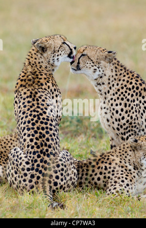 Cheetah brothers (Acinonyx jubatus) grooming each other in South Africa Stock Photo