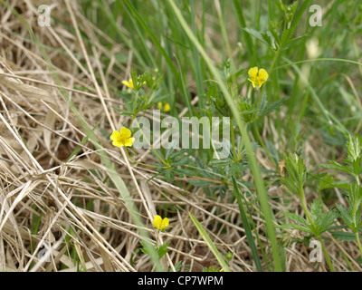 common tormentil / Potentilla erecta / Blutwurz Stock Photo