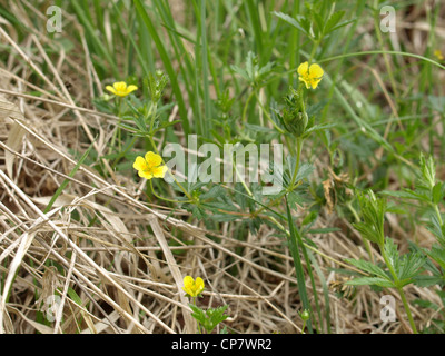 common tormentil / Potentilla erecta / Blutwurz Stock Photo