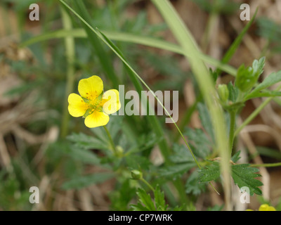 common tormentil / Potentilla erecta / Blutwurz Stock Photo