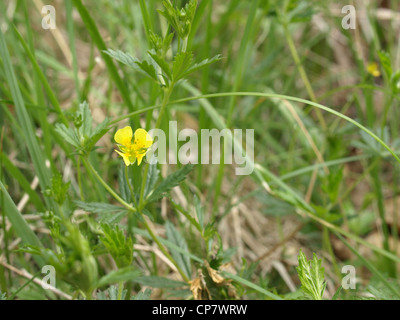 common tormentil / Potentilla erecta / Blutwurz Stock Photo