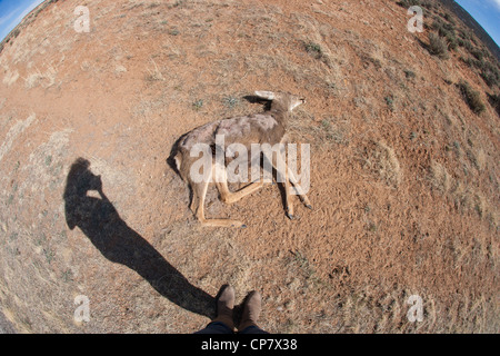 Dead deer in the desert with shadow of photographer taking a picture, fisheye lens. Stock Photo