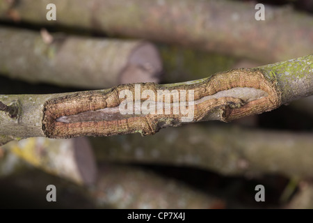 Ash ((Fraxinus excelsior). Section of a branch which has chafed across another resulting scarring of bark revealing inner wood. Stock Photo