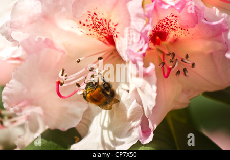 Pink Rhododendron flowers with bumble bee in spring Stock Photo