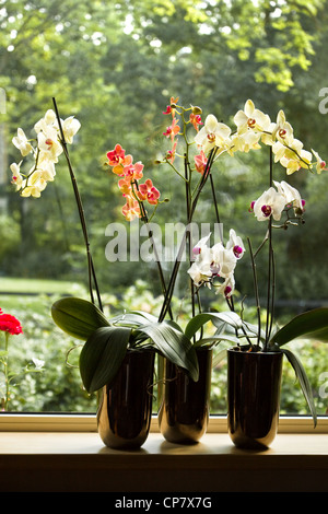 Plant pots with Moth Orchids or Phalaenopsis in window with glassreflections and trees in background outdoors Stock Photo