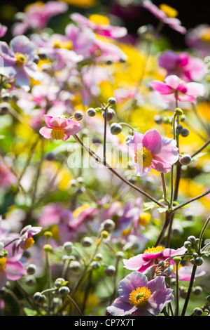 Pink Japanese Anemone or Anemone japonica flowers blooming in summer with background of yellow flowers - vertical Stock Photo