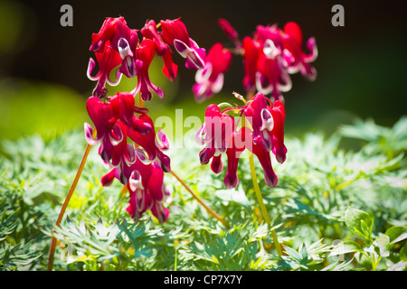 Western bleeding heart or Dicentra formosa var. Burning heart flowers in red and white blooming in spring - horizontal Stock Photo
