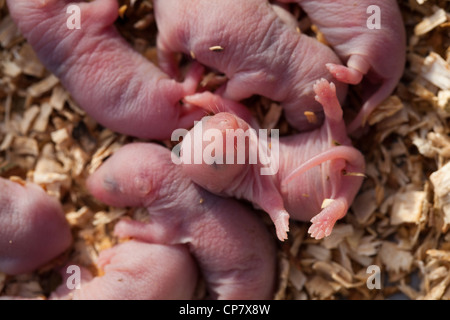 Brown Rats (Rattus norvegicus). Hours old pups or babies. 'RIGHTING REFLEX', centre right. Stock Photo