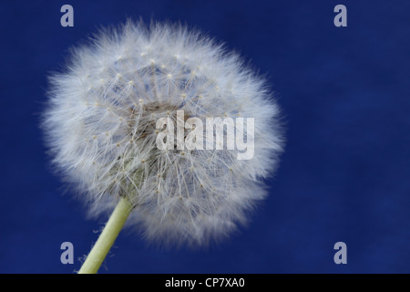 fine image of dandelion on blue background Stock Photo