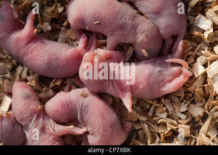 Brown Rats (Rattus norvegicus). Day old pups or babies. Stock Photo