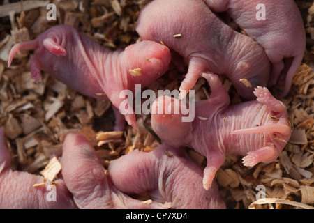 Brown Rats (Rattus norvegicus). Hours old pups or babies. Blind. Stock Photo