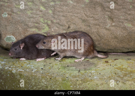 Brown Rats (Rattus norvegicus). 'Black' or melanisic form left, alongside an apprehensive male 'normal' coloured animal, right. Stock Photo