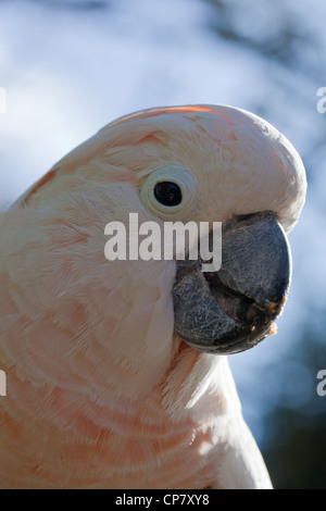 Moluccan or Salmon-crested Cockatoo (Cacatua moluccensis). Bill or Beak. Stock Photo