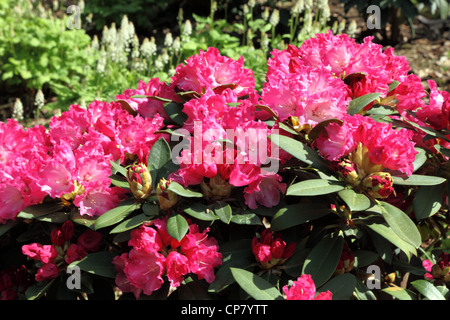 Blooming pink rhododendron. Stock Photo
