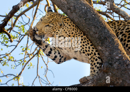 Male Leopard (Panthera pardus)grooming himself in a tree, South Africa Stock Photo