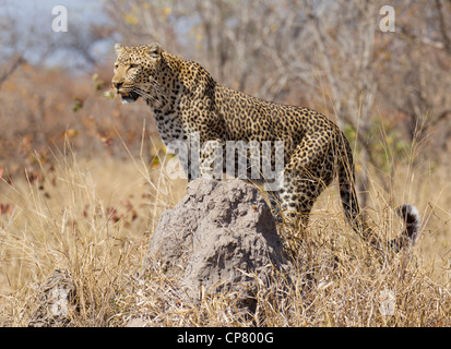 Female Leopard (Panthera pardus) using a termite mound as a vantage point, South Africa Stock Photo