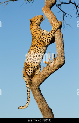 Male Leopard (Panthera pardus) climbing a tree in South Africa Stock Photo