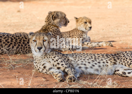 Cheetah group, (Acinonyx jubatus), South Africa Stock Photo