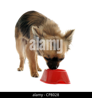 portrait of a cute purebred puppy chihuahua and his food bowl Stock Photo