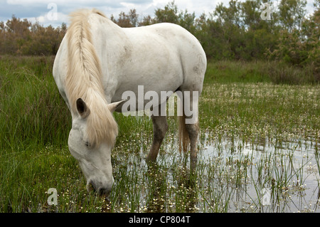 Camargue horse in a wetland, Camargue, France Stock Photo