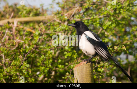 Magpie Pica Pica perched on fence post Stock Photo