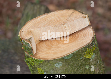 Ash (Fraxinus excelsior). Sawn cross section of recently felled young tree. Note annual growth rings. Stock Photo