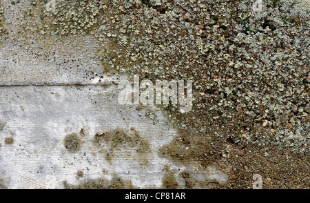 old wet concrete wall with moss Stock Photo