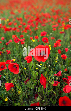 Poppy field near Orvieto. Umbria, Italy