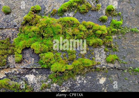 moss on a wall with mud Stock Photo