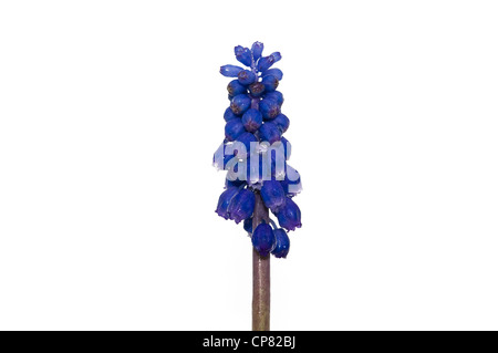 hyacinths flower isolated on white background Stock Photo
