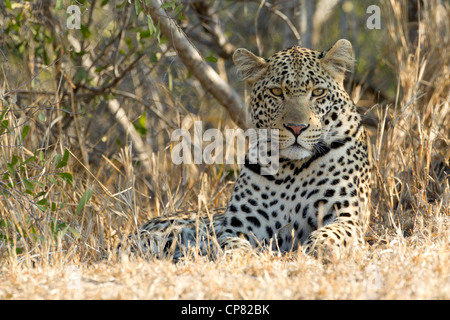 Male African Leopard resting in South Africa's Kruger Park (Panthera pardus) Stock Photo